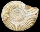 Perisphinctes Ammonite - Jurassic #45402-1